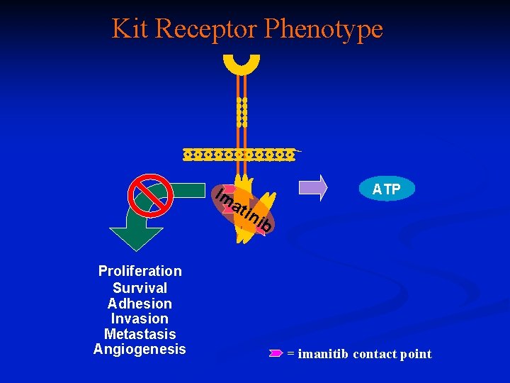 Kit Receptor Phenotype ATP Im ati nib Proliferation Survival Adhesion Invasion Metastasis Angiogenesis =