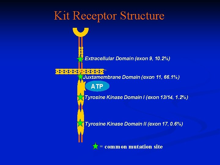 Kit Receptor Structure Extracellular Domain (exon 9, 10. 2%) Juxtamembrane Domain (exon 11, 66.