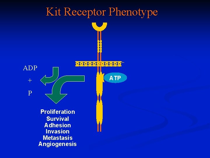 Kit Receptor Phenotype ADP ATP + P Proliferation Survival Adhesion Invasion Metastasis Angiogenesis 
