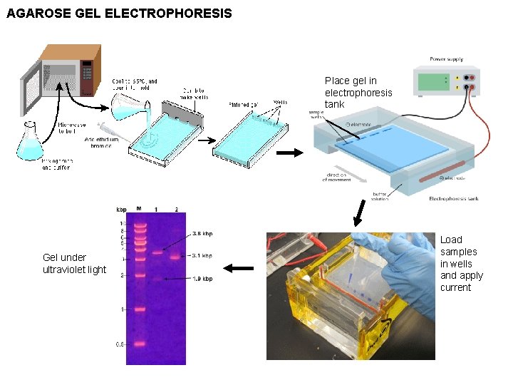 AGAROSE GEL ELECTROPHORESIS Place gel in electrophoresis tank Gel under ultraviolet light Load samples