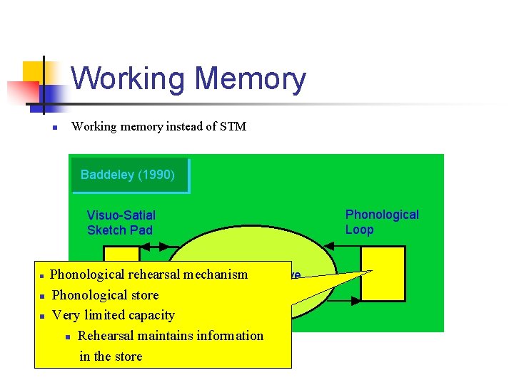Working Memory n n Working memory instead of STM Phonological rehearsal mechanism Phonological store