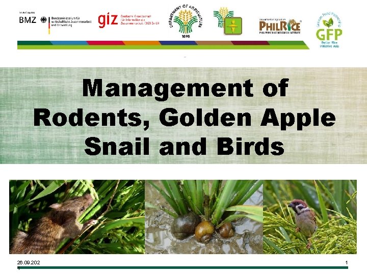 Management of Rodents, Golden Apple Snail and Birds 26. 09. 202 1 1 