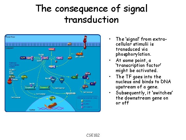 The consequence of signal transduction • • CSE 182 The ‘signal’ from extracellular stimulii