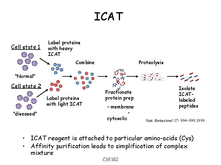 ICAT Cell state 1 Label proteins with heavy ICAT Combine Proteolysis “Normal” Cell state