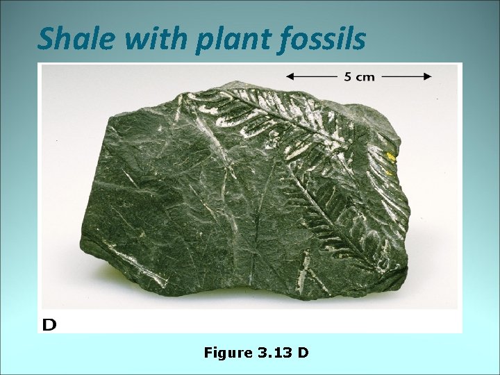 Shale with plant fossils Figure 3. 13 D 