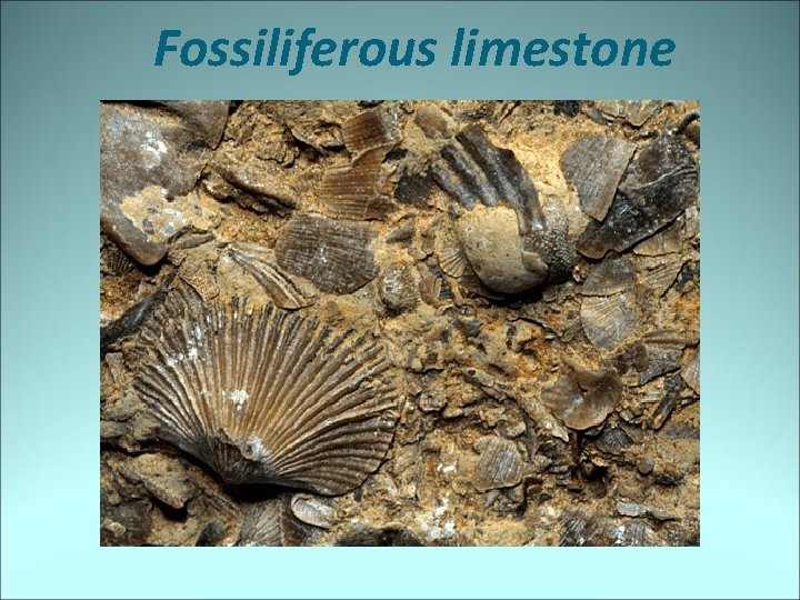 Fossiliferous limestone 