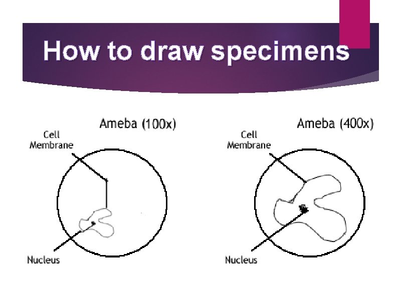 How to draw specimens 