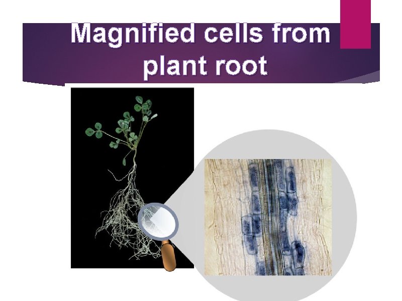 Magnified cells from plant root 