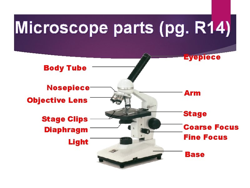 Microscope parts (pg. R 14) Eyepiece Body Tube Nosepiece Objective Lens Stage Clips Diaphragm