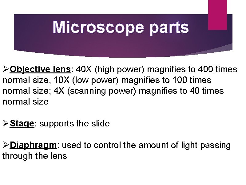 Microscope parts ØObjective lens: 40 X (high power) magnifies to 400 times normal size, Microscope parts ØObjective lens: 40 X (high power) magnifies to 400 times normal size,