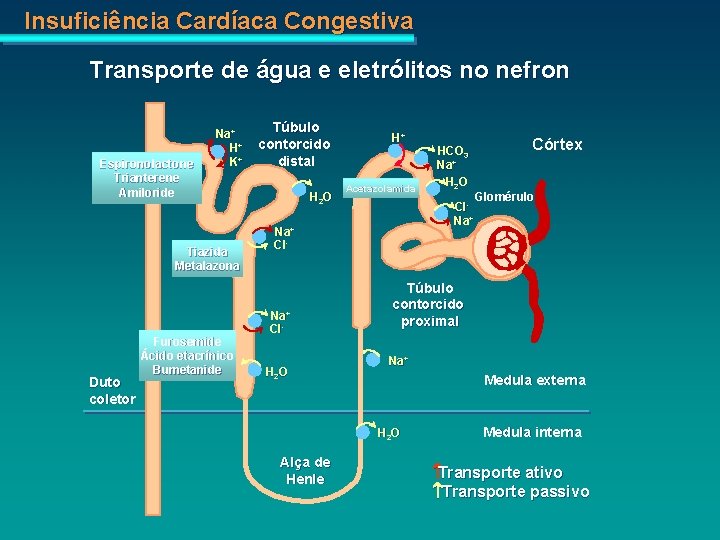 Insuficiência Cardíaca Congestiva Transporte de água e eletrólitos no nefron Espironolactone Trianterene Amiloride Na+