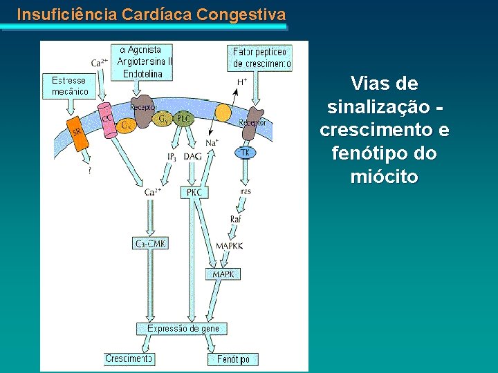 Insuficiência Cardíaca Congestiva Vias de sinalização crescimento e fenótipo do miócito 