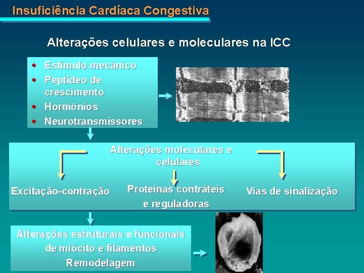 Insuficiência Cardíaca Congestiva Alterações celulares e moleculares na ICC w Estímulo mecânico w Peptídeo