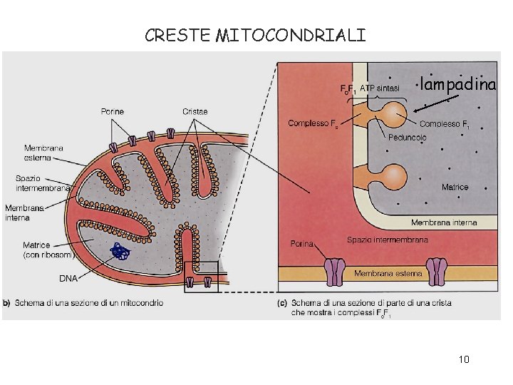 CRESTE MITOCONDRIALI lampadina 10 