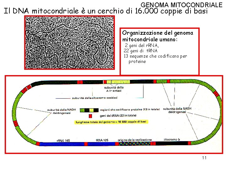 GENOMA MITOCONDRIALE Il DNA mitocondriale è un cerchio di 16. 000 coppie di basi