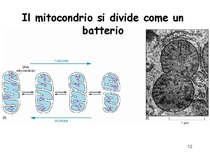 Il mitocondrio si divide come un batterio 12 