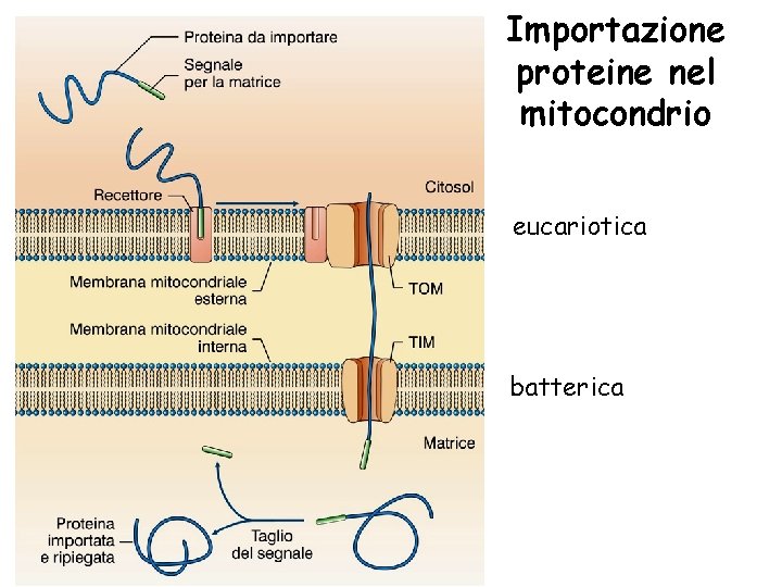Importazione proteine nel mitocondrio eucariotica batterica 