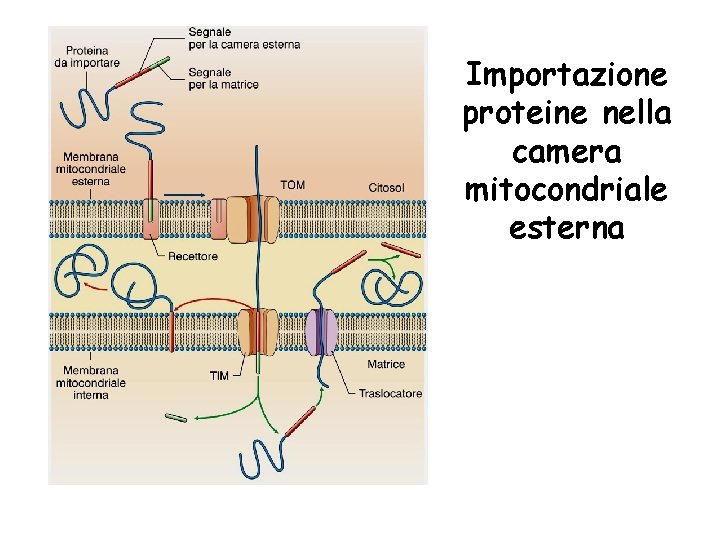 Importazione proteine nella camera mitocondriale esterna 