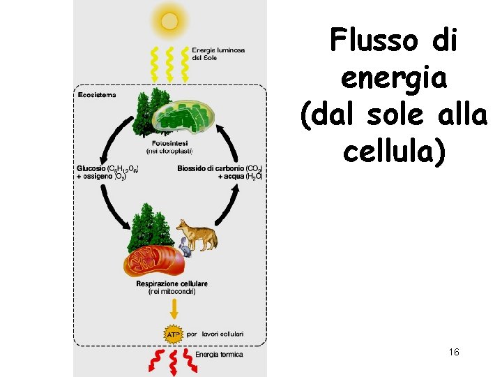 Flusso di energia (dal sole alla cellula) 16 