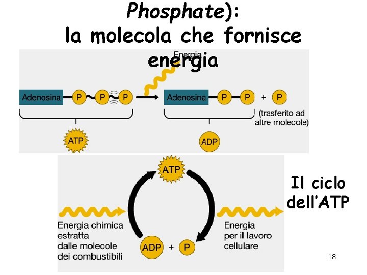 Phosphate): la molecola che fornisce energia Il ciclo dell’ATP 18 