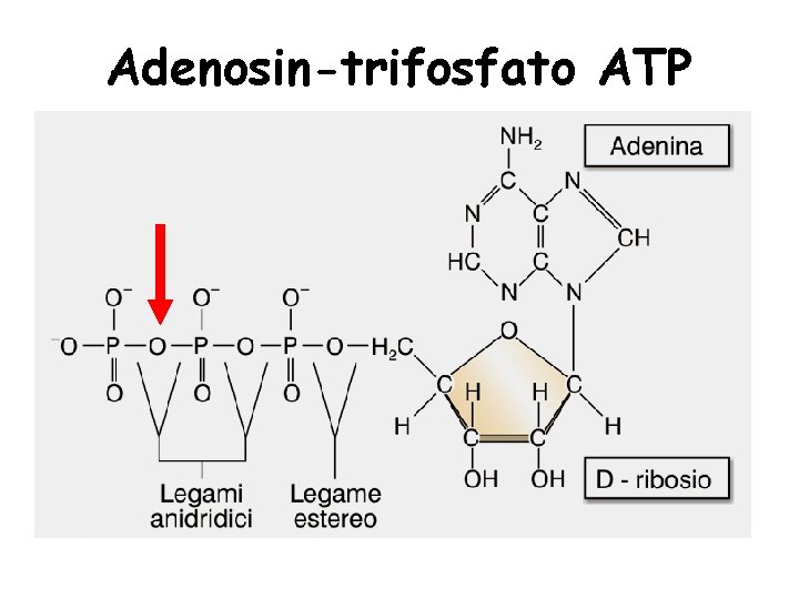 Adenosin-trifosfato ATP 