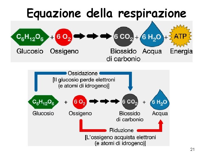 Equazione della respirazione 21 