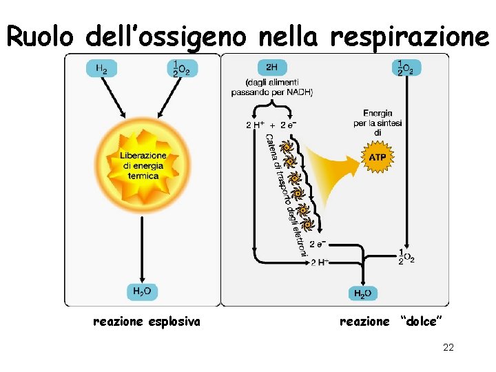 Ruolo dell’ossigeno nella respirazione reazione esplosiva reazione “dolce” 22 