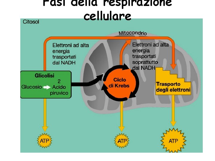 Fasi della respirazione cellulare 23 