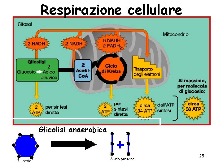 Respirazione cellulare Glicolisi anaerobica Glucosio Acido piruvico 25 