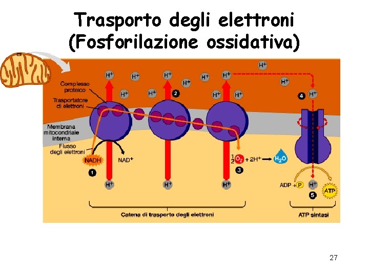 Trasporto degli elettroni (Fosforilazione ossidativa) 27 