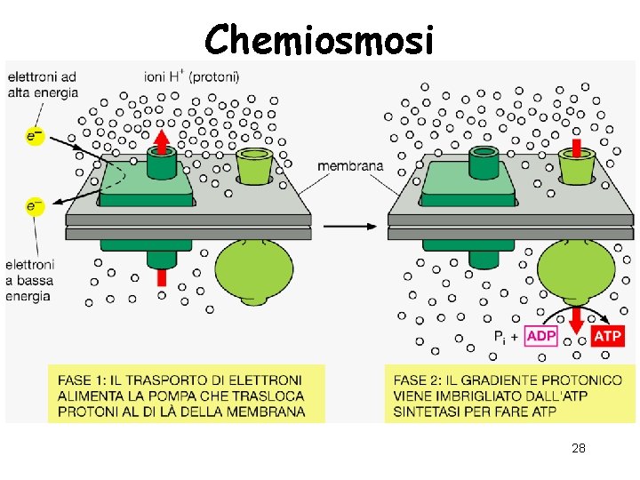 Chemiosmosi 28 