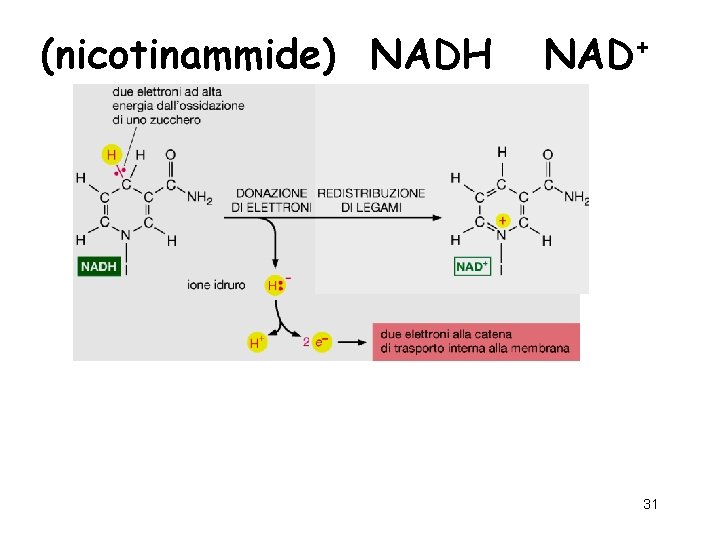 (nicotinammide) NADH NAD+ 31 