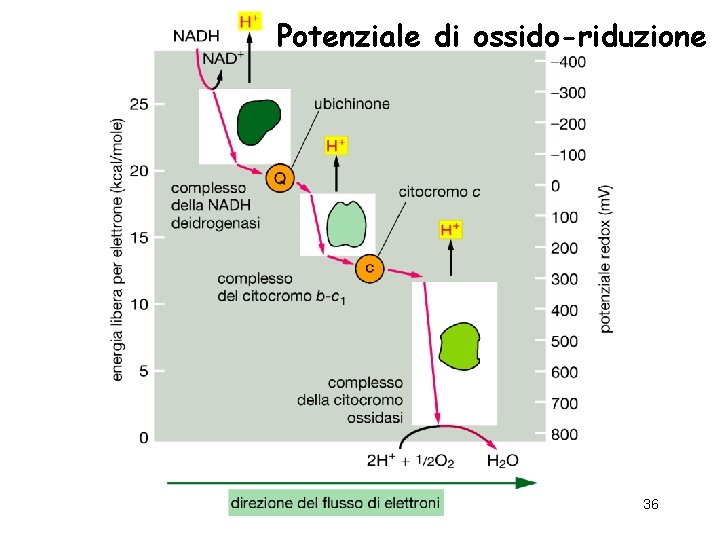 Potenziale di ossido-riduzione 36 