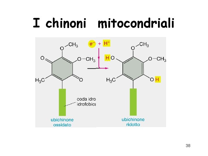 I chinoni mitocondriali 38 