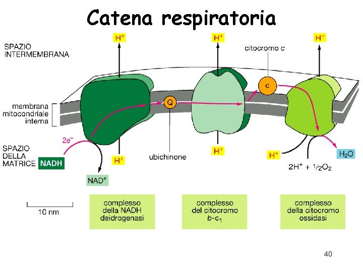 Catena respiratoria 40 