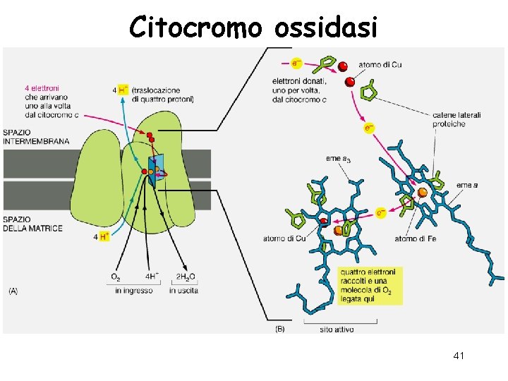 Citocromo ossidasi 41 