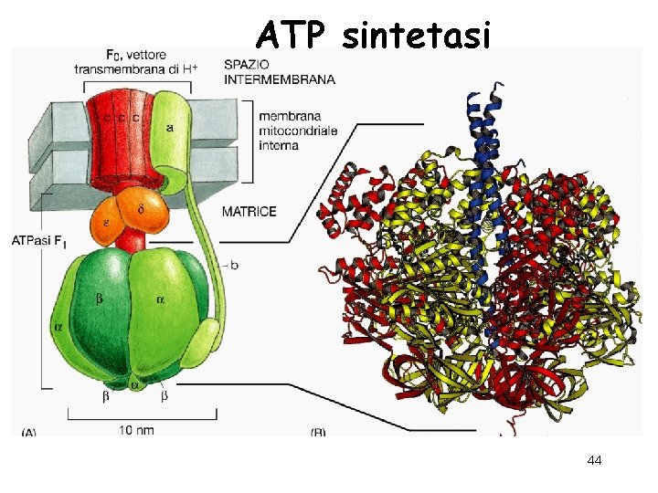 ATP sintetasi 44 