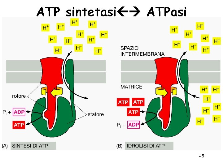 ATP sintetasi ATPasi 45 