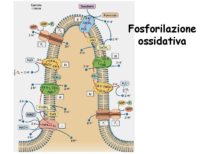 Fosforilazione ossidativa 