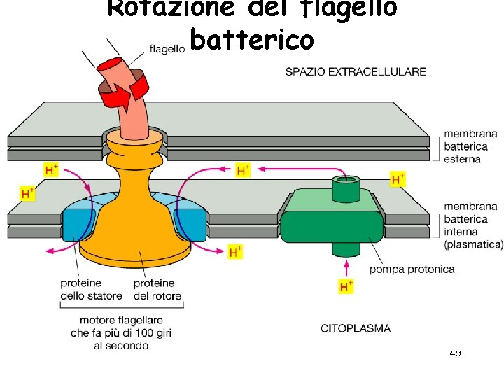 Rotazione del flagello batterico 49 