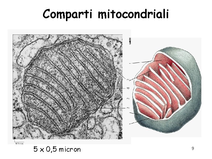 Comparti mitocondriali 5 x 0, 5 micron 9 