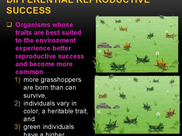 DIFFERENTIAL REPRODUCTIVE SUCCESS q Organisms whose traits are best suited to the environment experience