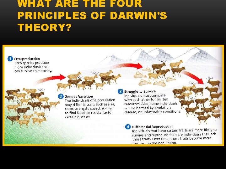 WHAT ARE THE FOUR PRINCIPLES OF DARWIN’S THEORY? 
