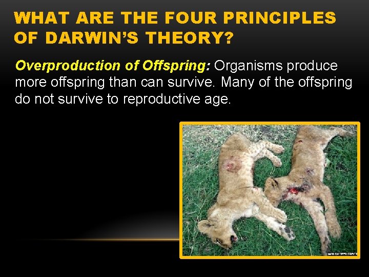 WHAT ARE THE FOUR PRINCIPLES OF DARWIN’S THEORY? Overproduction of Offspring: Organisms produce more