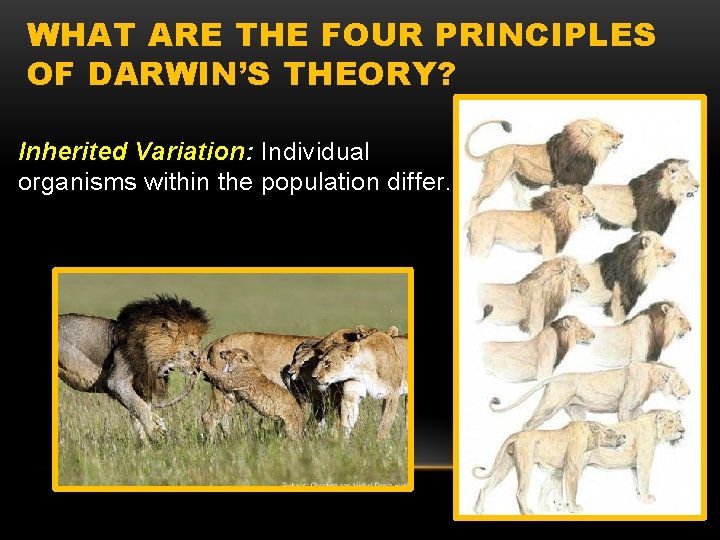 WHAT ARE THE FOUR PRINCIPLES OF DARWIN’S THEORY? Inherited Variation: Individual organisms within the