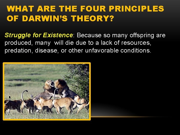 WHAT ARE THE FOUR PRINCIPLES OF DARWIN’S THEORY? Struggle for Existence: Because so many