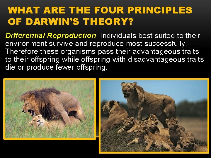 WHAT ARE THE FOUR PRINCIPLES OF DARWIN’S THEORY? Differential Reproduction: Individuals best suited to