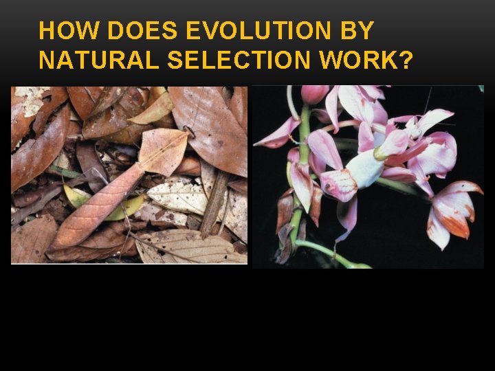 HOW DOES EVOLUTION BY NATURAL SELECTION WORK? 