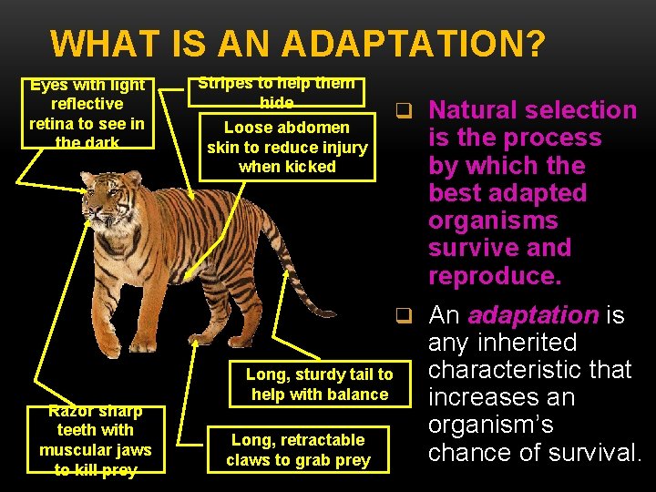 WHAT IS AN ADAPTATION? Eyes with light reflective retina to see in the dark