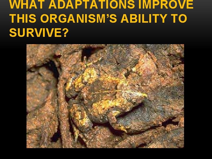 WHAT ADAPTATIONS IMPROVE THIS ORGANISM’S ABILITY TO SURVIVE? 